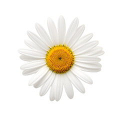 Close up of a Common White Daisy Flower Blossom, Isolated on Transparent Background, PNG