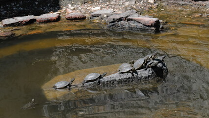 European pond tortoises -Emys orbicularis- basking in the sun on a limestone block, Butrint archaeological site. Vlore county-Albania-149