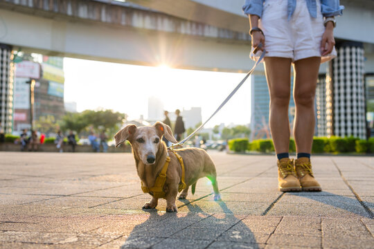 Woman go out with dachshund dog in city at sunset time