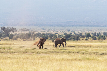 Obraz premium An elephant dusting to keep cool and regulate body temperature, in the heat of the Amboseli sun. A heat haze can be seen, and demonstrates the intensity of the African sun.