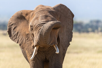 Bull elephant, loxodonta africana, in the grasslands of Amboseli National Park, Kenya. Front view...