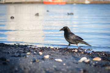 a crow searches for food in the shells on the beach