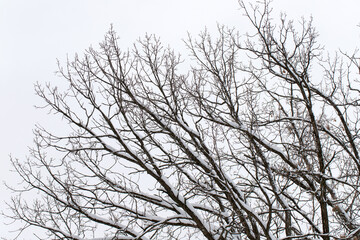 Fototapeta na wymiar Snow on trees in park in winter against sky
