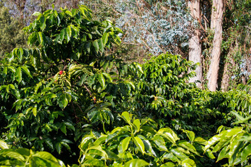 Coffee Plants and Lemon Trees
