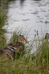 Mallard duck female in the vicinity of a natural lake surrounded by grass