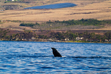 Fototapeta premium Whale splashing in front of Hawaiian Island
