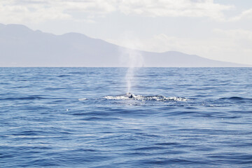 Whale splashing in front of Hawaiian Island