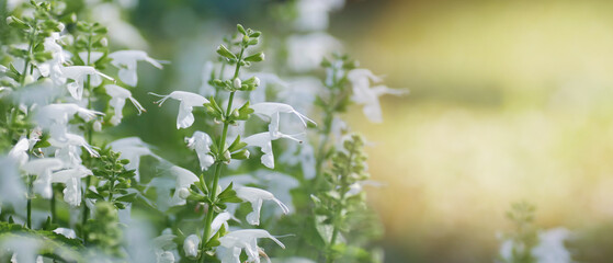 White salvia wild flowers blooming in the meadow field garden, nature background. - obrazy, fototapety, plakaty