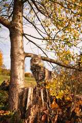 Obraz premium Maine-Coon Cat in the Beauty of Fall with Orange Leaves