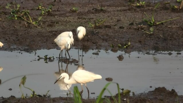 White egrets searching for food near the pond