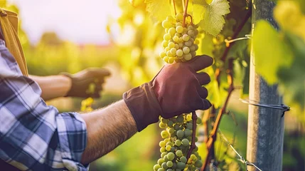 Crédence de cuisine en verre imprimé Vignoble Sunlight bathes the vineyard as the winemaker diligently tends to each newly planted grapevine.