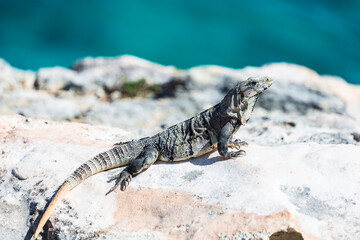 Iguana lizard on a cliff above the sea on Isla Mujeres, Yucatan peninsula, Mexico. Close-up portrait
