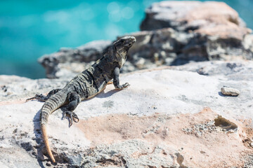 Iguana lizard on a cliff above the sea on Isla Mujeres, Yucatan peninsula, Mexico. Close-up portrait