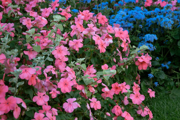 botanical background pink and blue, impatiens and Ageratum houstanianum on a flower bed