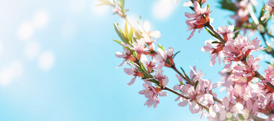 Blooming pink almond. Spring background of macro almond blossom tree branch. Happy Passover...