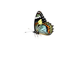 Fototapeta na wymiar Beautiful butterfly isolated transparent white background,Generative Ai