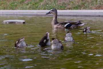 tails of the divers duck above water