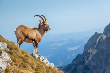 Fototapeta premium A majestic ibex gazes over a vast valley, representing wilderness, survival, and natural beauty.