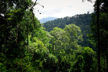 view of the jungle in bukit lawang sumatra