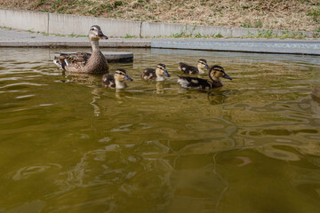 A duck with ducklings in the water