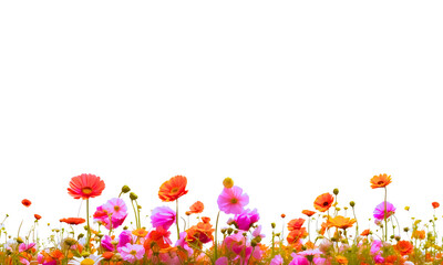 Beautiful blooming spring flowers