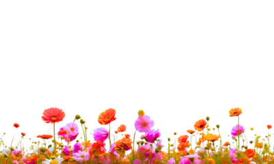 Beautiful blooming spring flowers