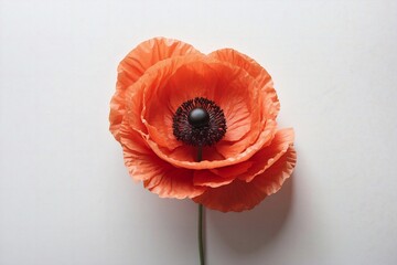 red poppy flower on white backdrop with copy space