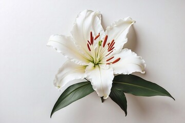 lily flower on white backdrop with copy space