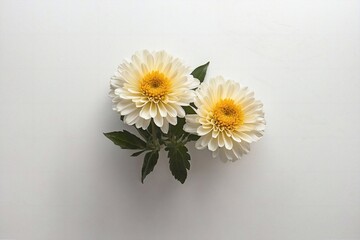 daisies flowers on white backdrop with copy space