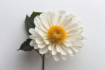 Camellia flower close-up on white backdrop with copy space