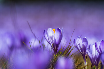Amazing Macro shot of a violet crocus flower amidst others with grass and great bokeh