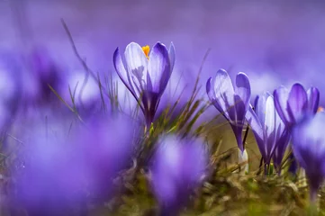 Velours gordijnen Amazing Macro shot of a violet crocus flower amidst others with grass and great bokeh © VasilAndreev Photo