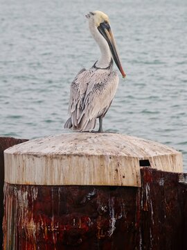 Atlantic brown pelican perched on rusted dockside piling with sea water in background