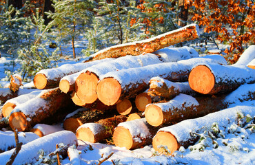 Timber in snowy forest. Firewood is a sustainable source of energy. Forestry in winter. - 713432932