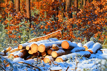 Timber in snowy forest. Firewood is a sustainable source of energy. Forestry in winter. - 713433367