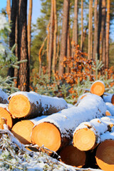 Timber in snowy forest. Firewood is a sustainable source of energy. Forestry in winter. - 713433532