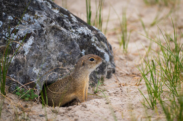 Naklejka na ściany i meble A ground squirrel, or gopher going out of its hideout and looking for danger