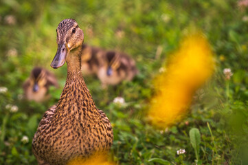 Portrait of a female duck with small ducklings, walking in the garden in the grass