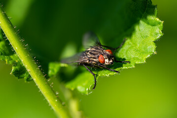 Macro shot of a fly standing on the edge of a green leaf