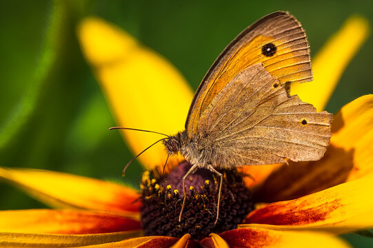Macro shot of a brown butterfly on top of a yellow flower - Powered by Adobe