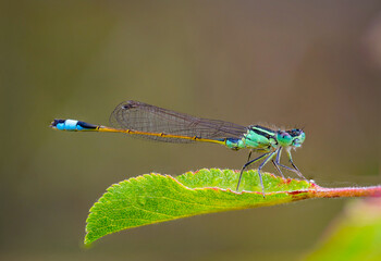 Macro shot of a dragonfly on a leaf