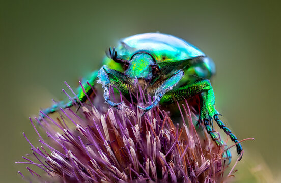 Macro shot of a cockchafer beetle on top of a violet flowerr