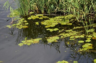  Summ Summer, green reeds, water, sun, lakeer, green reeds, water, sun, lake