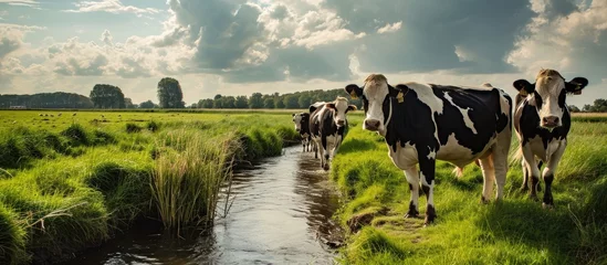 Poster Black pied cows stand in a large meadow next to a ditch in a Dutch polder It is a cloudy day at the beginning of spring The cows have only been outside for a short time. Copy space image © Ilgun