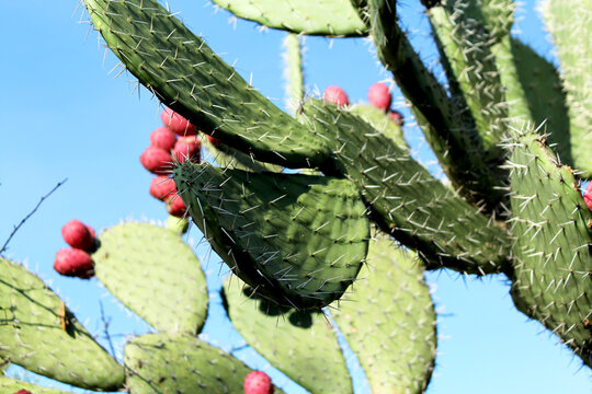 nopal con espinas y tunas rojas