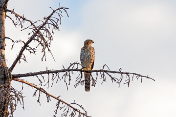 Coopers Hawk Perched in a Tree at Sunrise