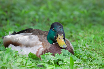 A Mallard Duck at Rest in Ground Ivy