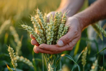 Fotobehang Farmer hand holding green wheat ears in the field © KRIS