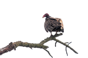 Turkey Vulture on a Branch