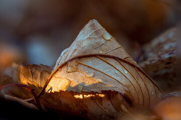 Macro Morning leaf, covered in raindrops or dew in a moody environment